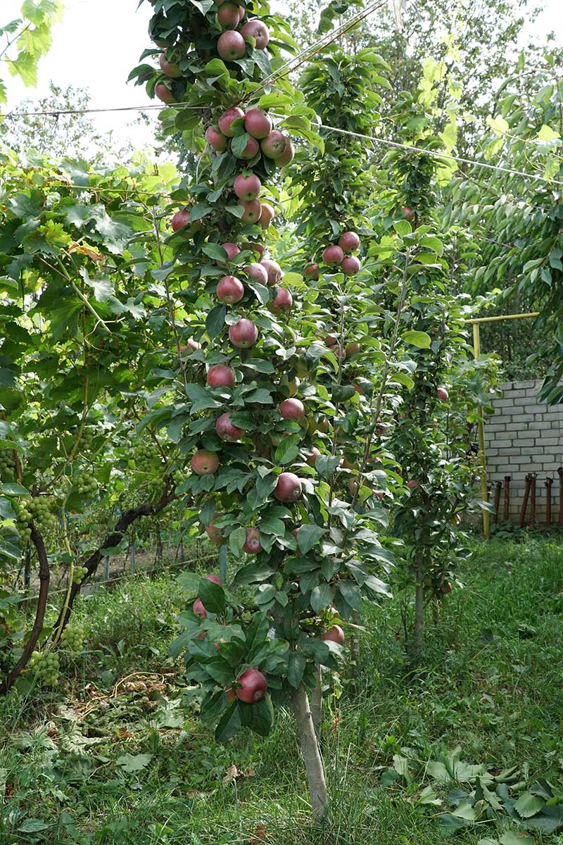Sloupovitá forma ovocného stromu - jabloně