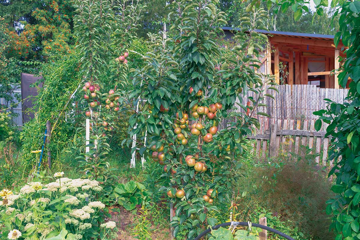 Výběr ovocných stromů do malé zahrady
