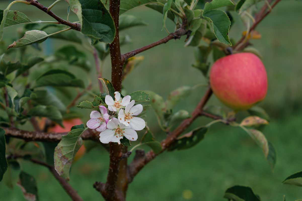 Kvetoucí jabloň v září