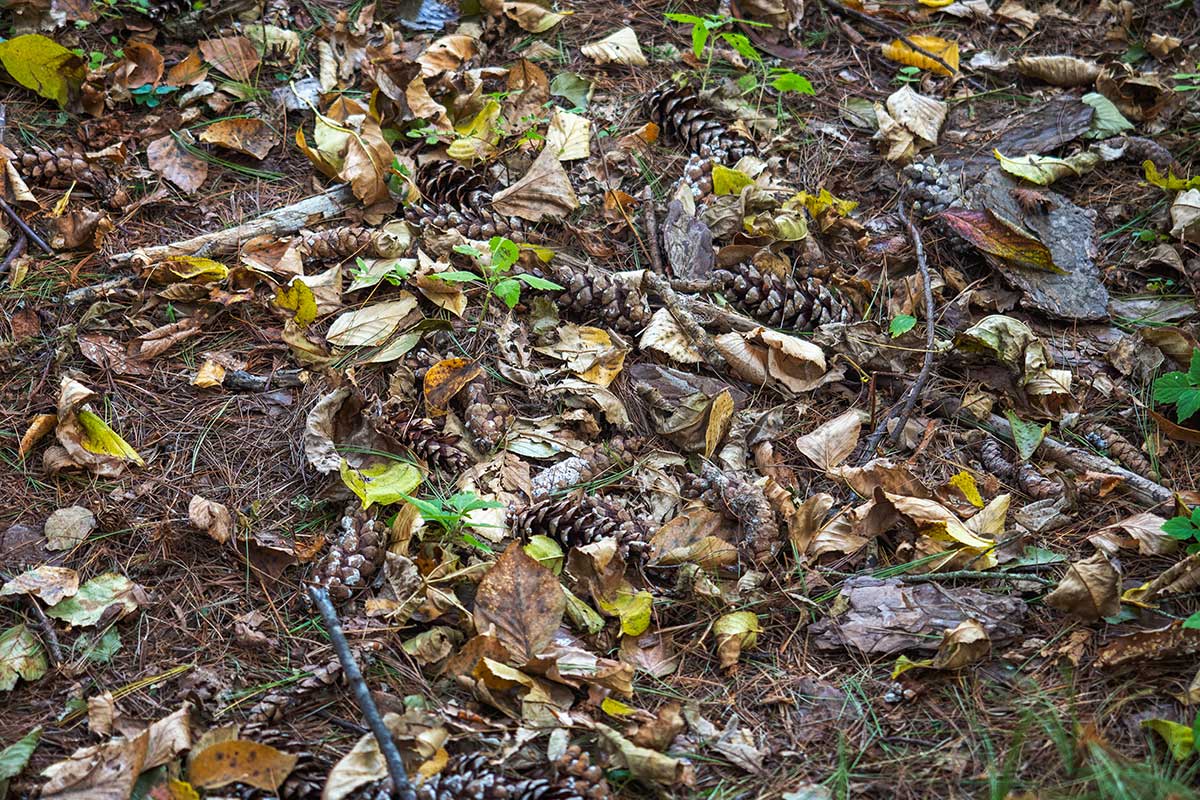 Sběr spadaného listí a koblih ze zahrady
