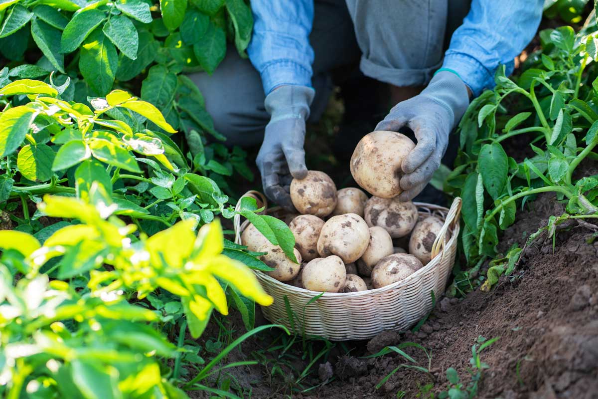 Pěstování brambor v půdě
