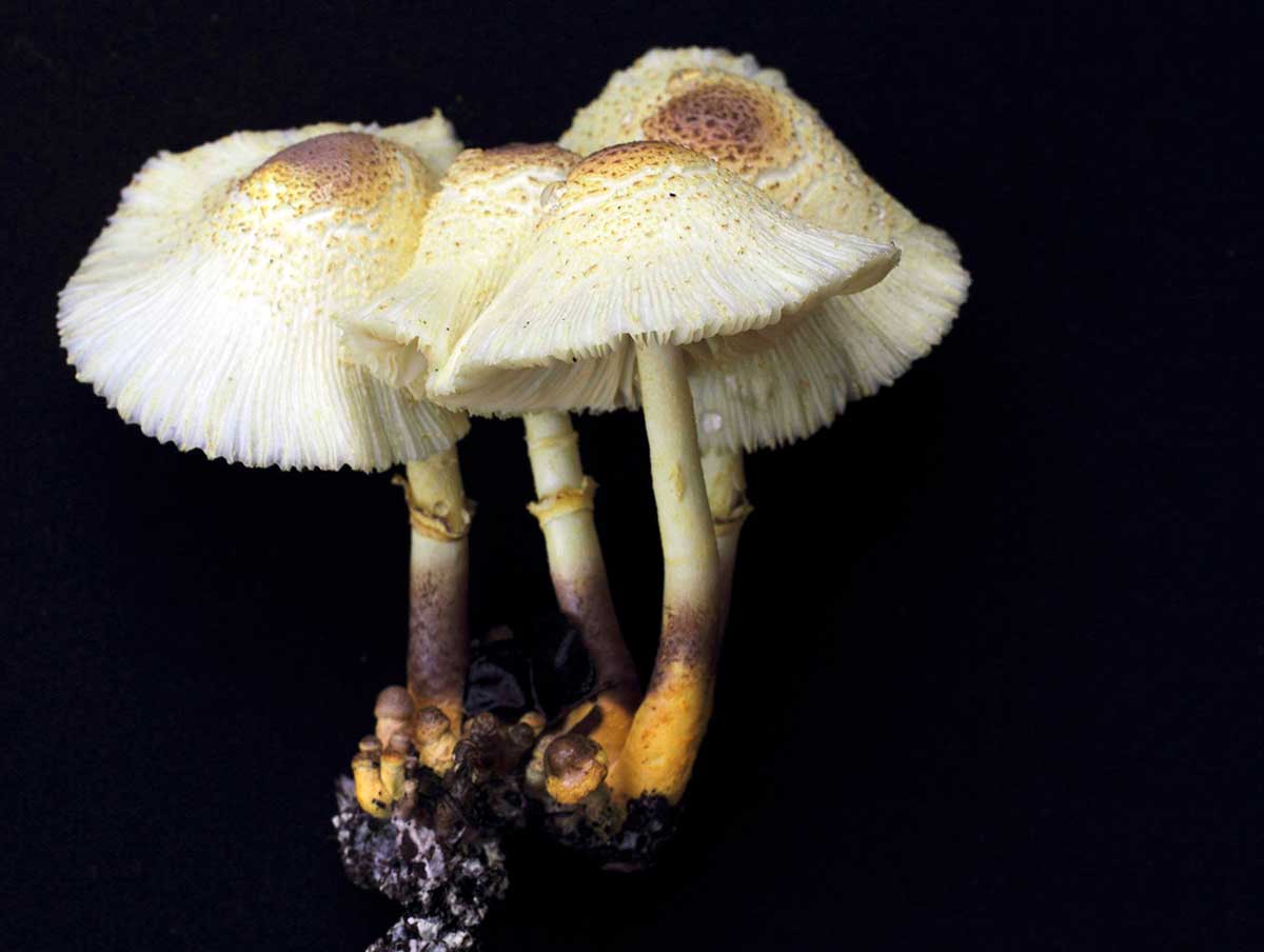 Květináčové houby