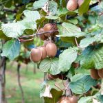 Jablečné dobroty: Jak si připravit chutnou přílohu k obědu a zdravé sladkosti