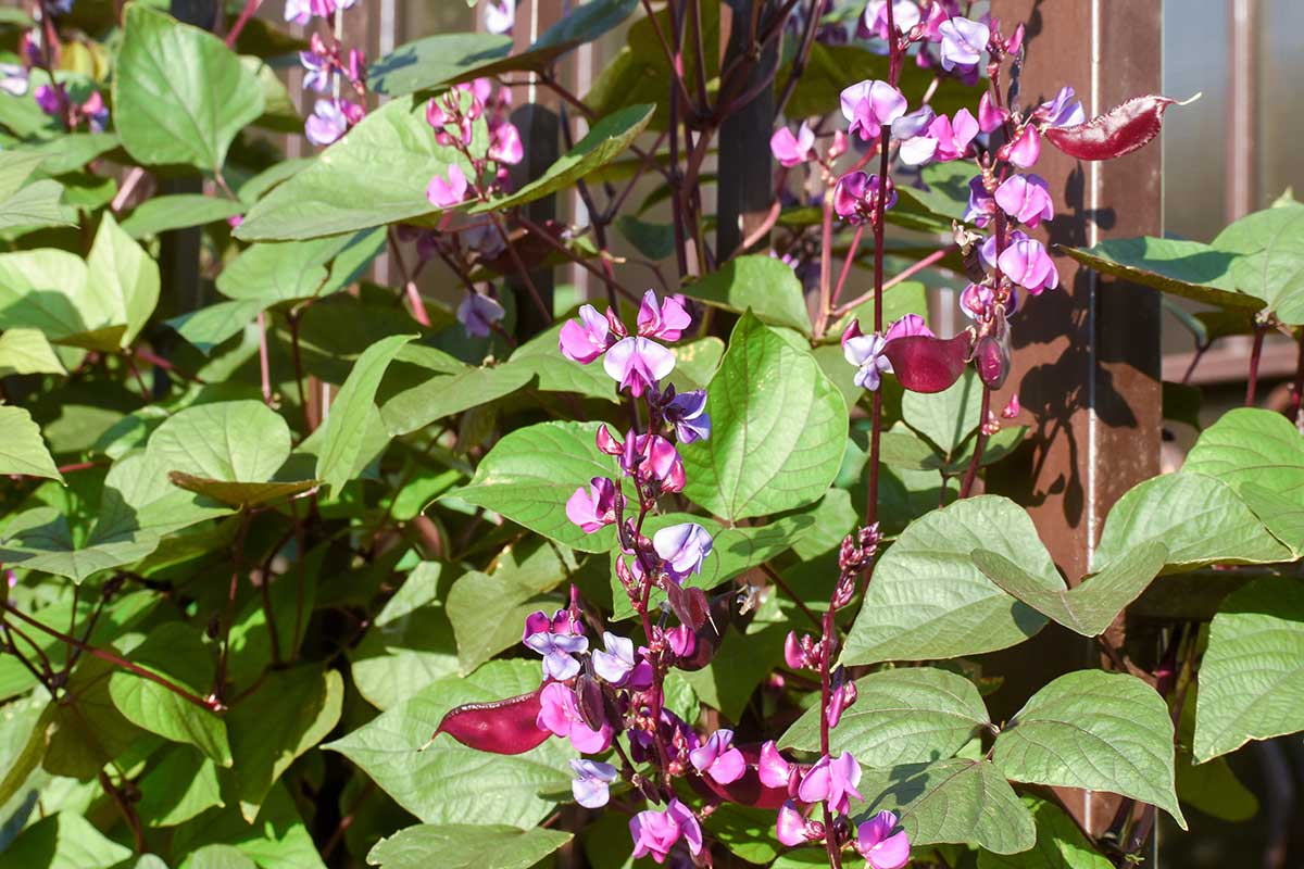 Lablab purpurový nebo jinak hyacintové fazole