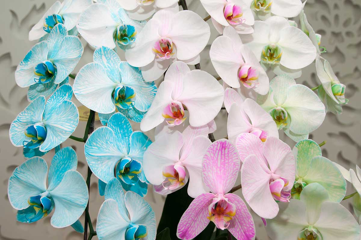 Barevné orchideje v modré, růžové a zelené barvě