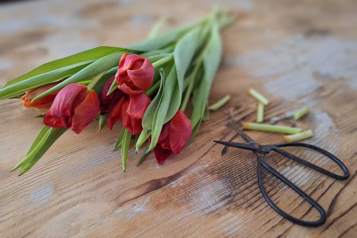 Tipy, jak udržet tulipány co nejdéle čerstvé