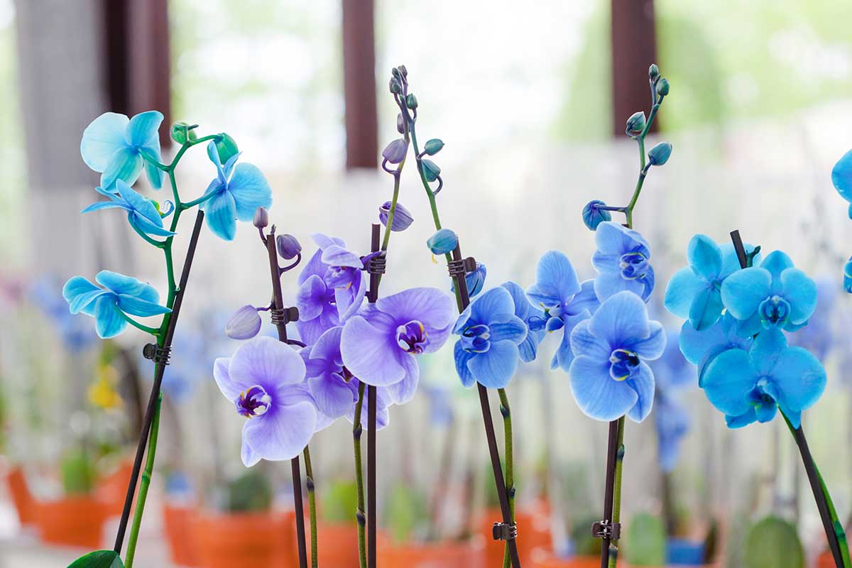 Modré orchideje v obchodě
