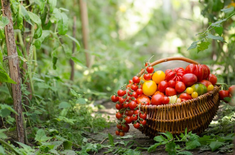 Jak pěstovat rajčata bez chemie a který termín výsevu je letos nejvhodnější?  Toto radí zkušený pěstitel