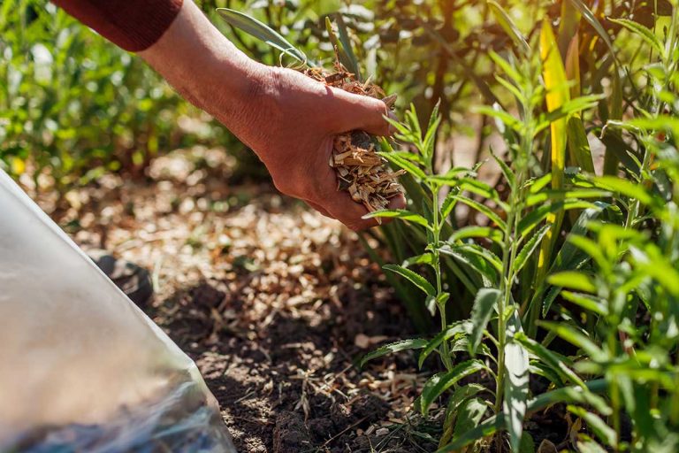 Zdravá půda je pokladem každé zahrady.  Jak ovlivnit její kvalitu omezením plastů a kompostováním?