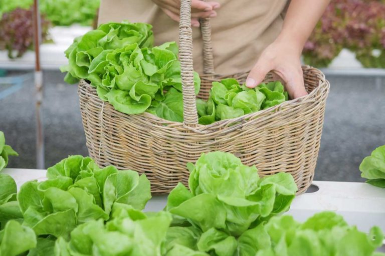 Víte, jak si úspěšně vypěstovat křehký hlávkový salát?  Tyto tipy vám pomohou