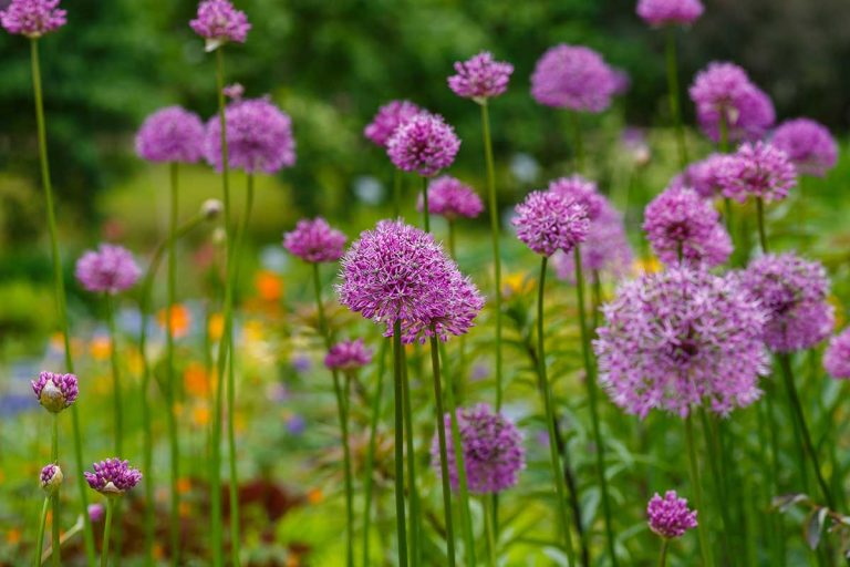 Přehled 50 nejkrásnějších cibulovin a hlíznatých rostlin: Vysaďte je nyní a objevujte rozmanitost květin během celého jara
