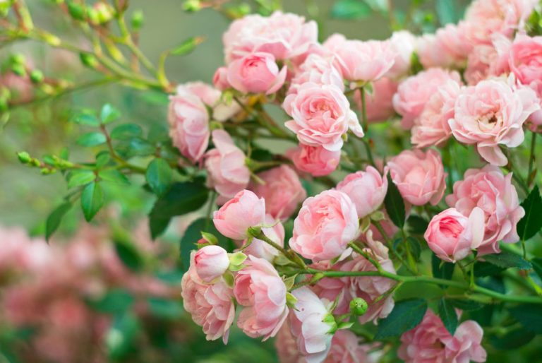 Jak udržet růže zdravé?  7 nejčastějších problémů při jejich pěstování