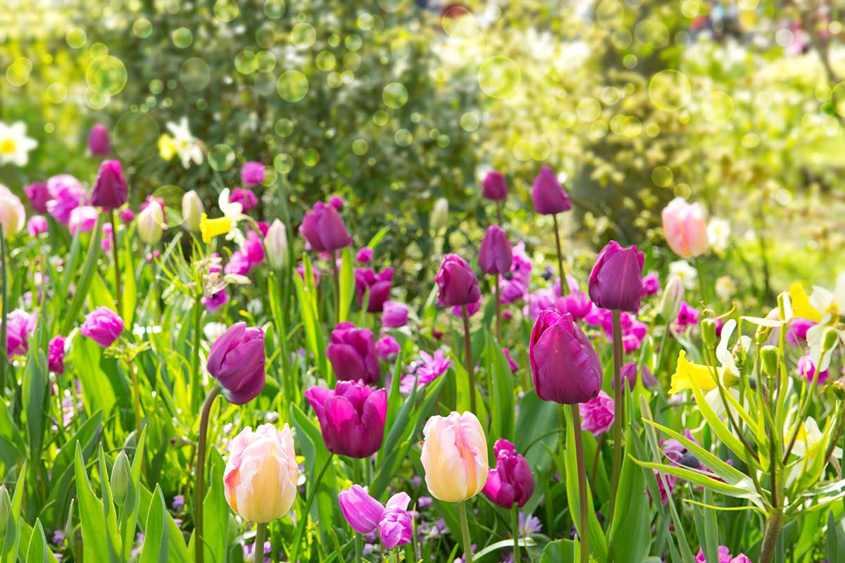 Kvetoucí tulipány