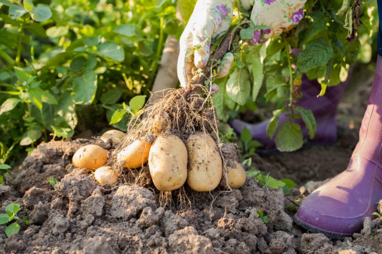 6 užitečných rad, díky kterým vypěstujete krásné brambory