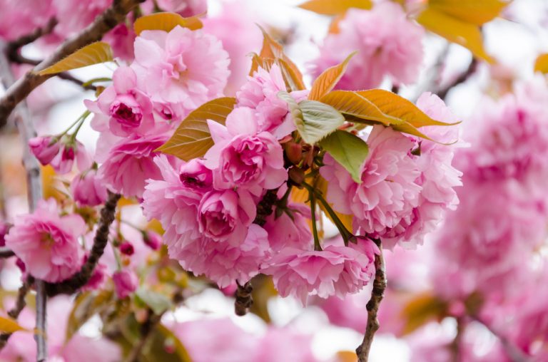 Nejkrásnější rostliny dubna: Nechybí ve vaší zahradě?