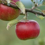 Mají zahradní jahody stejné léčivé účinky jako lesní?