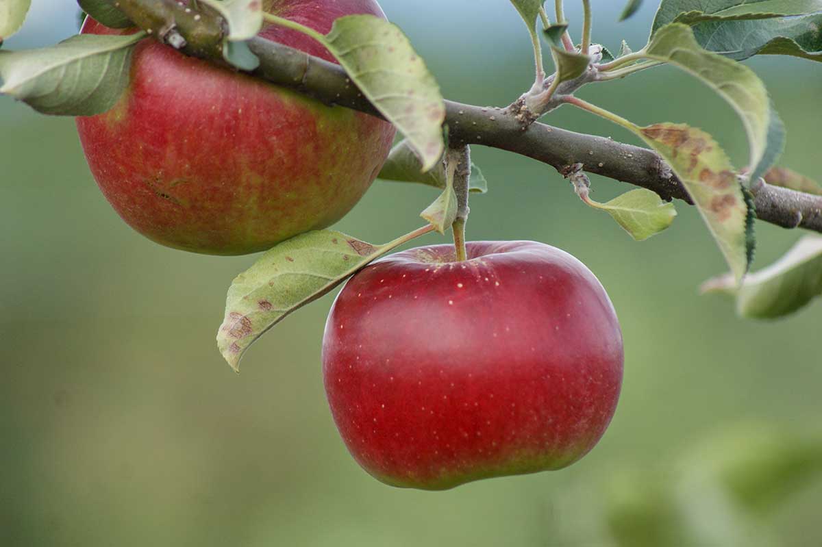 Jak vypěstovat jabloň ze semínka