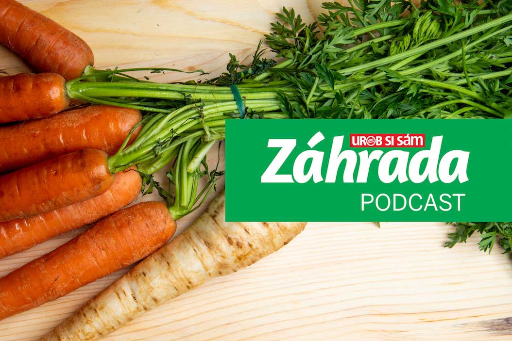 Podcast Zahrada o pěstování mrkve a petržele v zahradě
