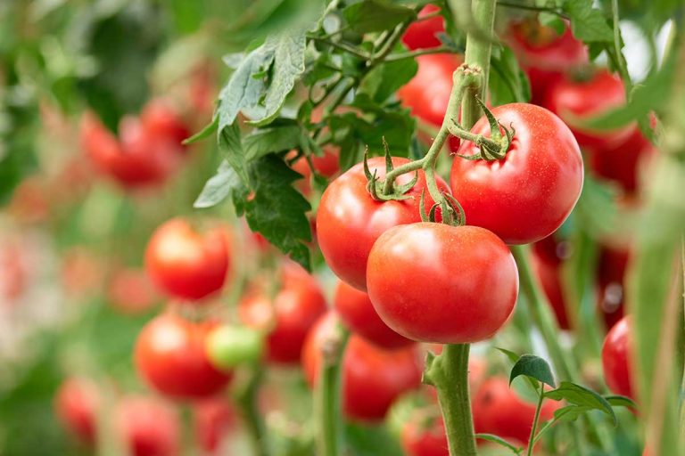 3 praktické tipy od zkušeného pěstitele, které využijete při pěstování rajčat