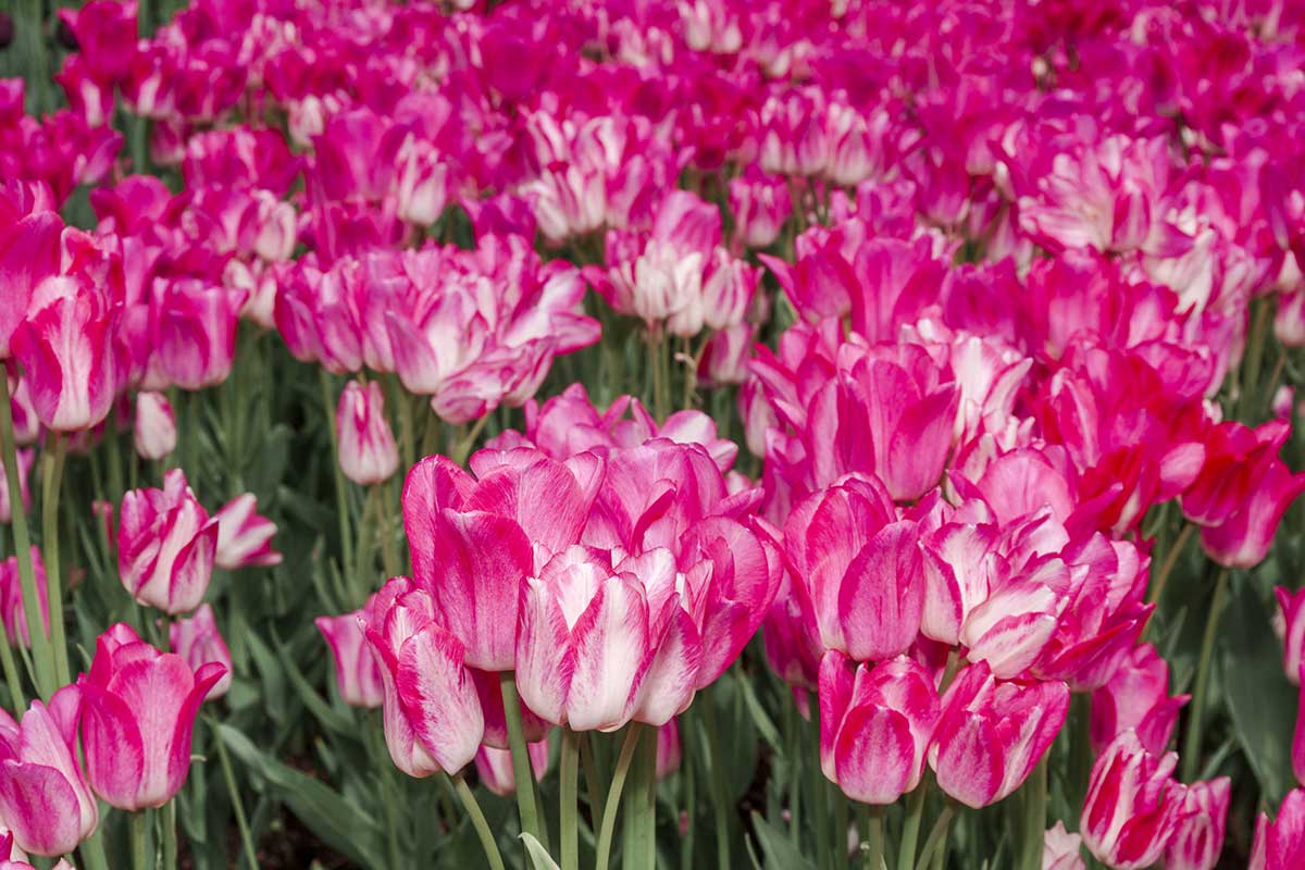 Vícekvěté tulipány