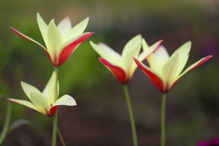 Slyšeli jste už o botanických tulipánech, kterými si můžete zpestřit zahradu?  Poznejte jejich přednosti