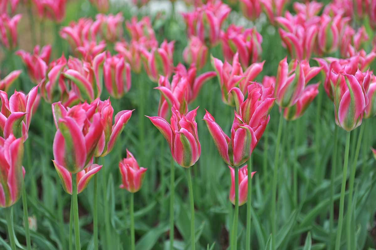 Zelenokvěté tulipány