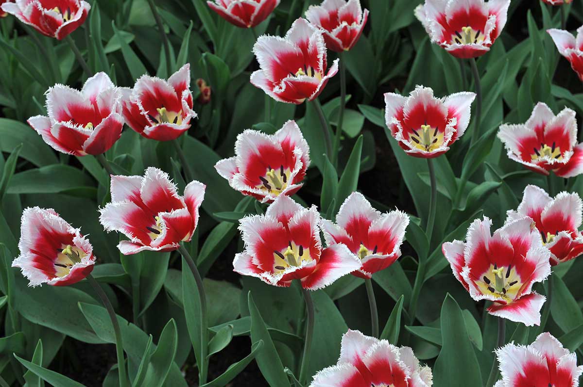 Rozcuchané tulipány