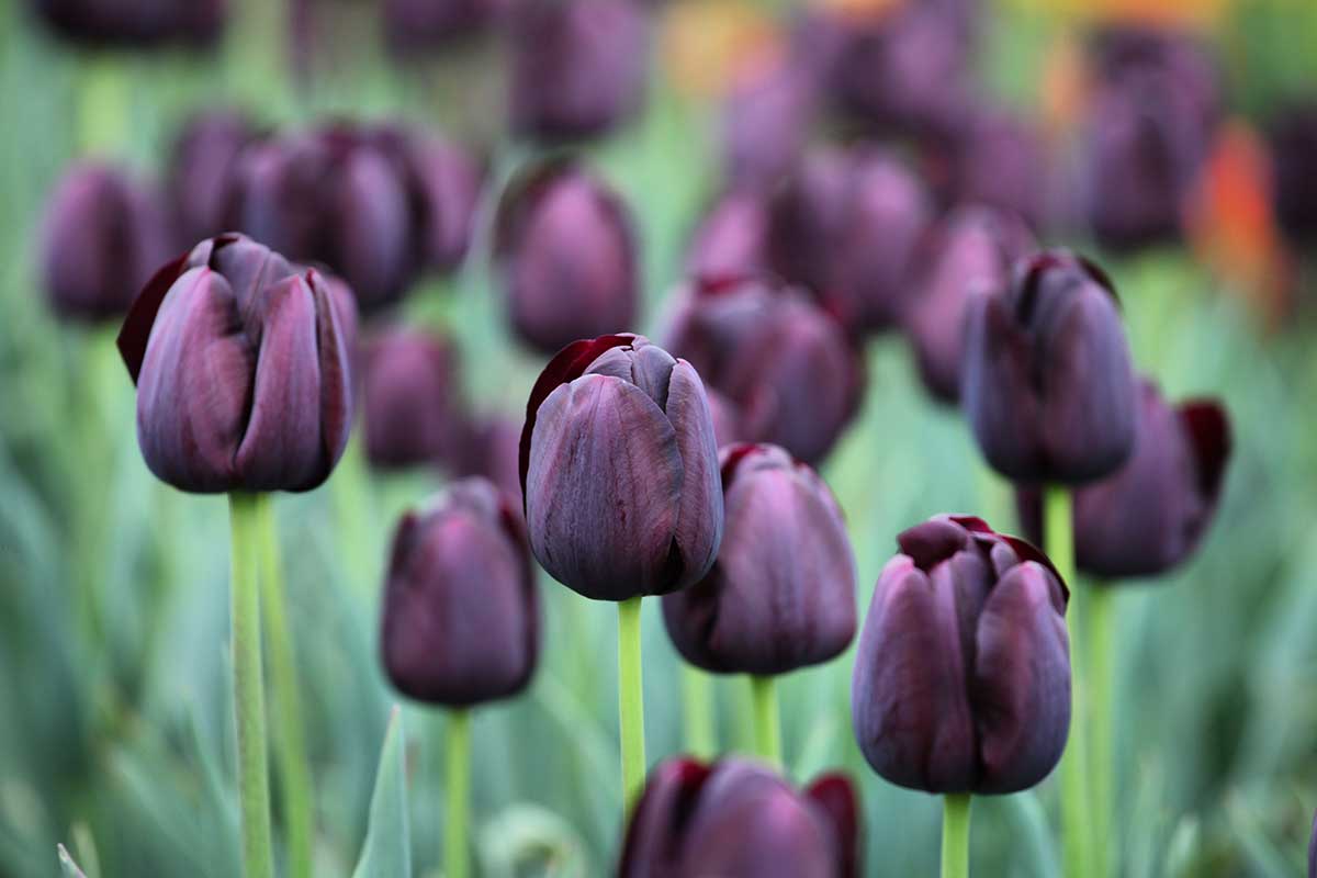 Černé Triumf tulipány