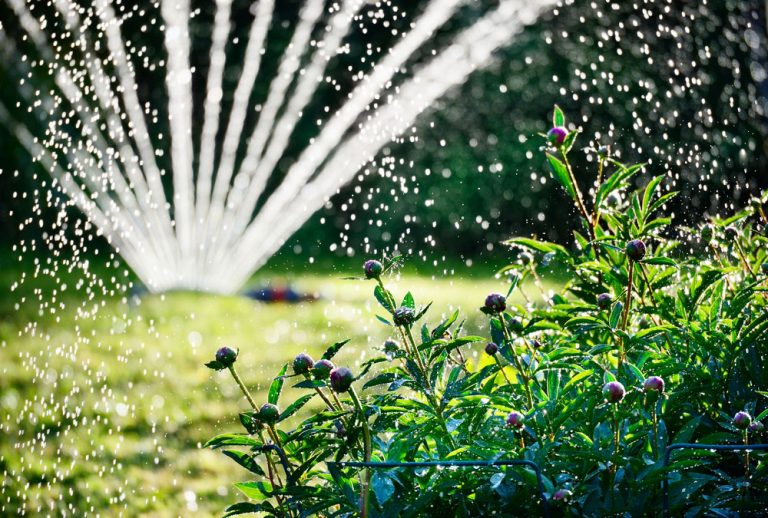 Jak a kdy správně zalévat zahradu