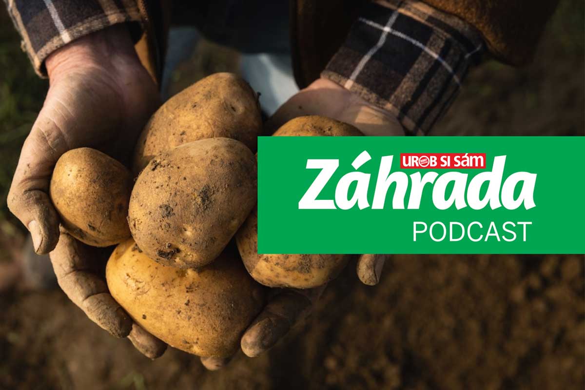 Podcast Zahrada o pěstování brambor