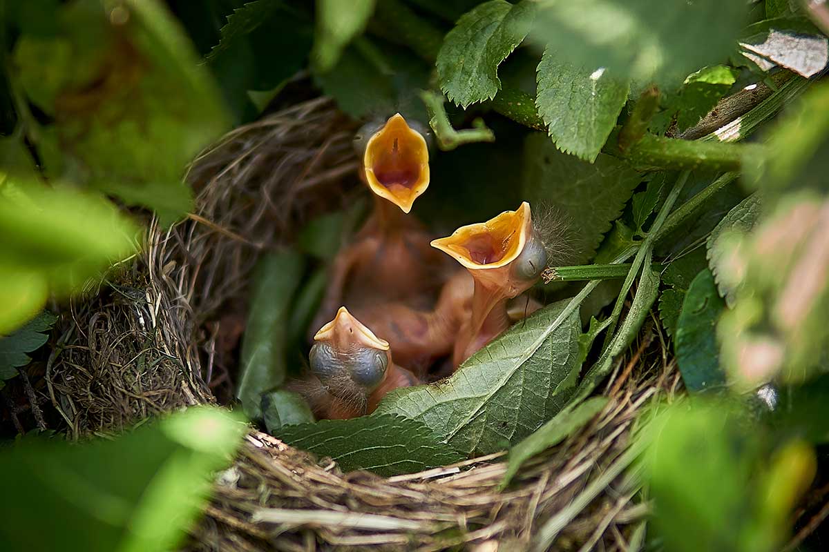 Mláďata ptáků v hnízdě ukrytá v křovinách