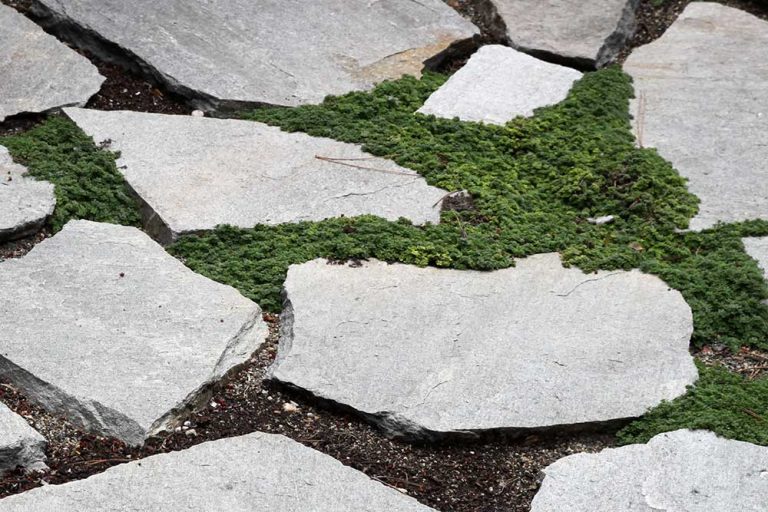 Jakými rostlinami vyplnit mezery mezi betonovými deskami chodníku?  Vyzkoušejte tyto