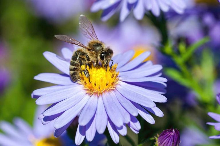 Zahrada, která přiláká včely: Víte, co by v ní kromě květin nemělo chybět?