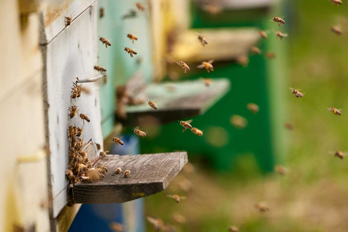 Včely létající kolem úlů