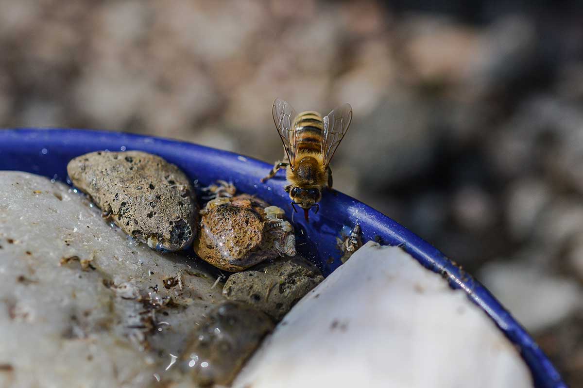 Mělká miska s vodou a kamínkem pro včely