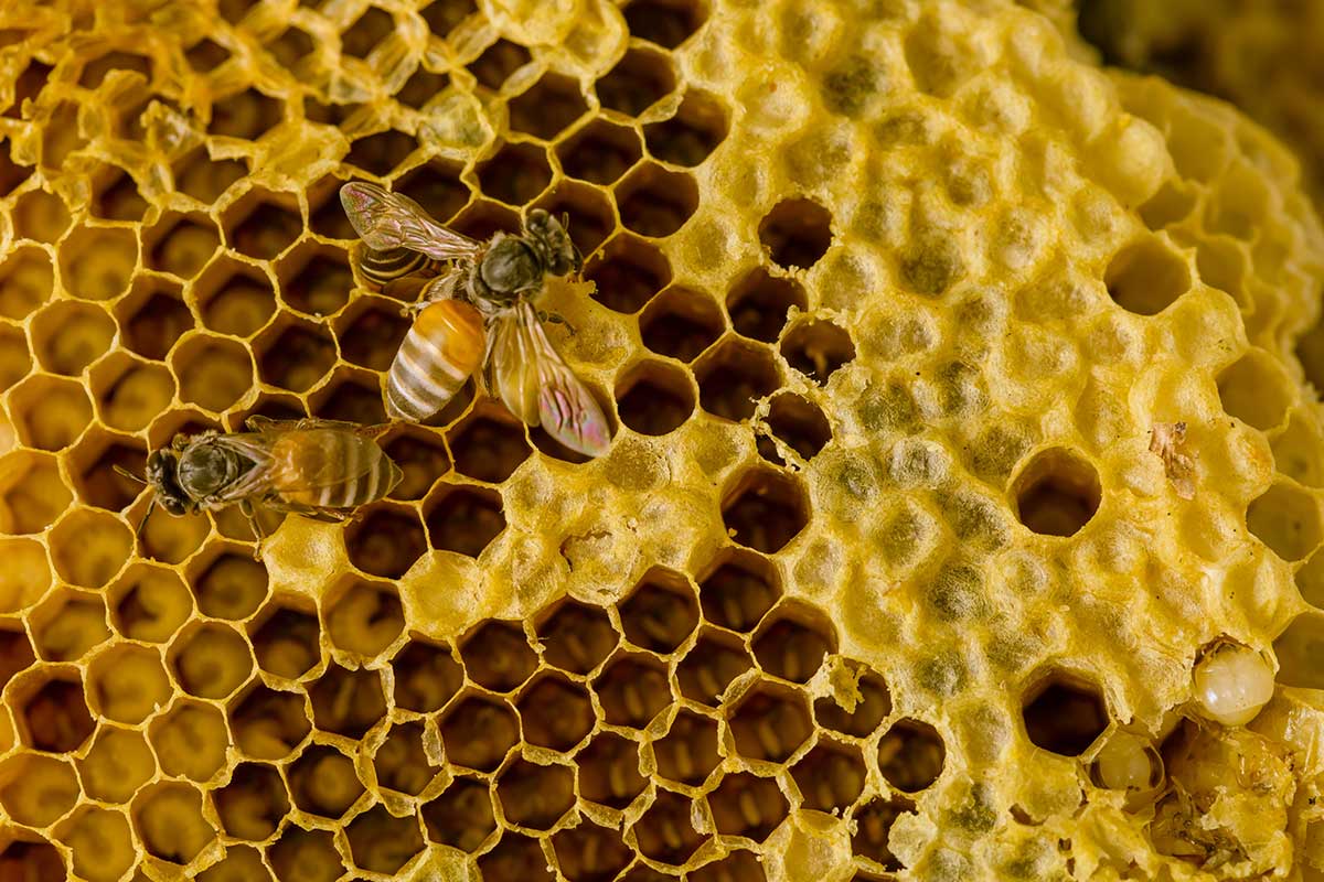 Včela na plásti s medem