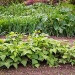Vraťme zeleninu našich předků do zahrad: Jak pěstovat a využít okrouhlici a tuřínu?