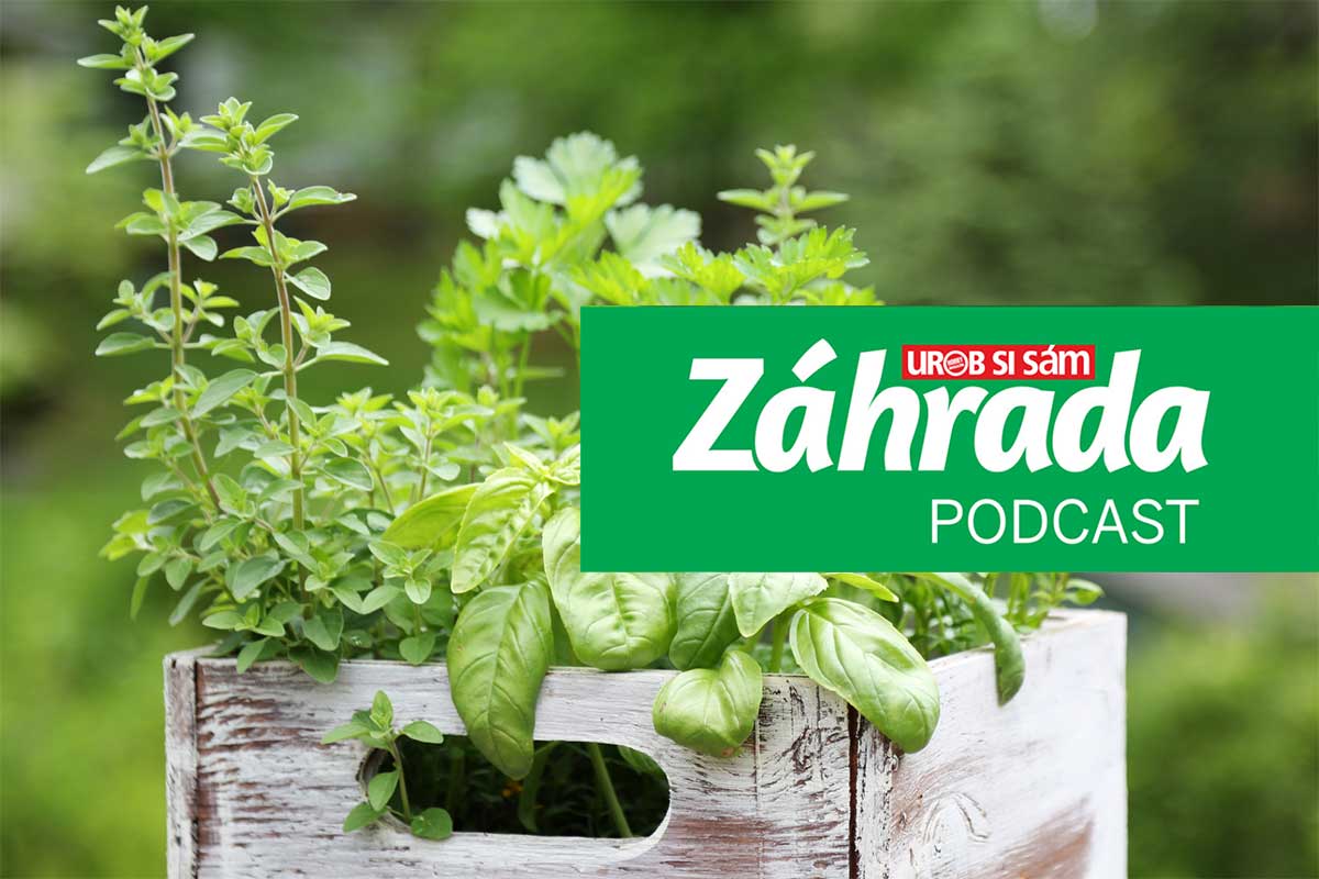 Podcast Zahrada o kuchyňských bylinkách