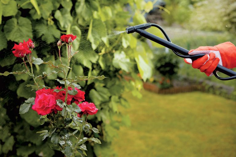 Zbavte se mšic bez chemie: 10 ověřených tipů, jak před nimi ochránit zahradu