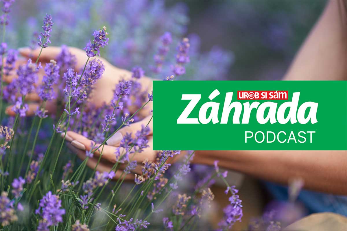 Podcast Zahrada o pěstování levandule