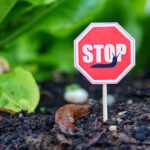 9 ověřených způsobů, jak se zbavit slizňáků v zahradě